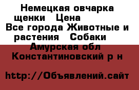 Немецкая овчарка щенки › Цена ­ 20 000 - Все города Животные и растения » Собаки   . Амурская обл.,Константиновский р-н